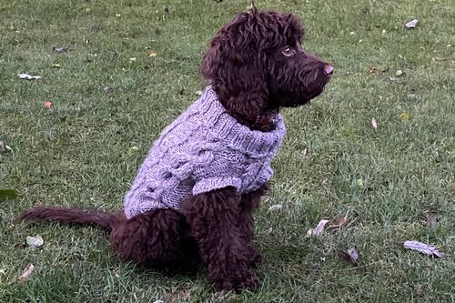 Gallery | Brixham Dog Training