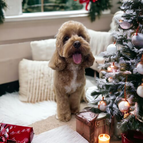Windle Woofs | Dog Grooming | Photos | Gallery |