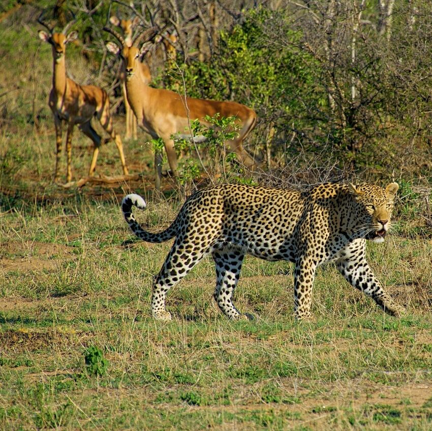 South Africa Retreat (original)