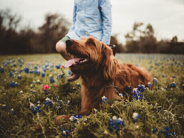 What to Expect During a Home Euthanasia Visit | Rainbow Bridge Pet Funeral Services