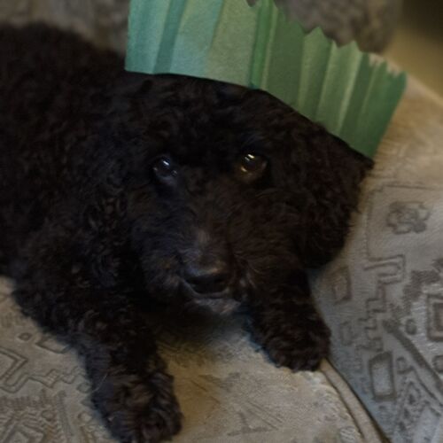 Online Book of Remembrance | Rainbow Bridge Pet Funeral Services