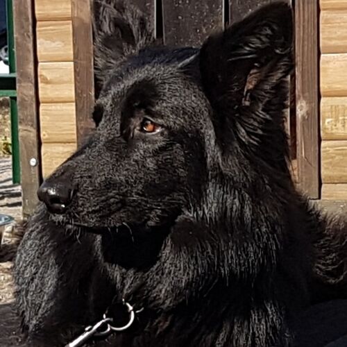 Online Book of Remembrance | Rainbow Bridge Pet Funeral Services