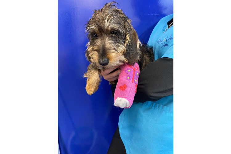 Surgery | Rose Valley Vets