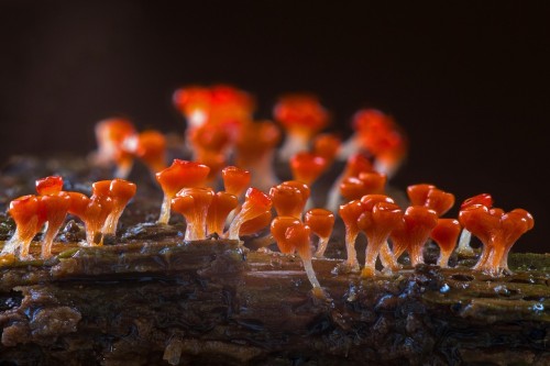 Could Mould Exposure Be Making You Sick?