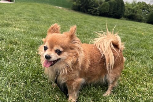 Tallulah