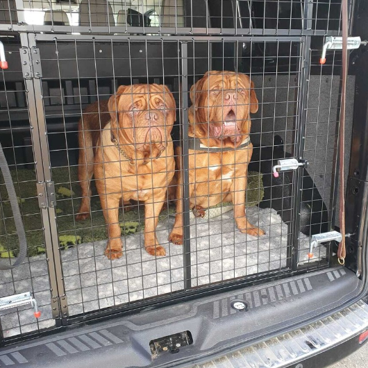 Dog Van Conversion
