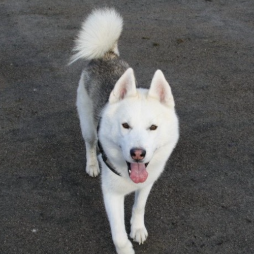 Online Book of Remembrance | Rainbow Bridge Pet Funerals