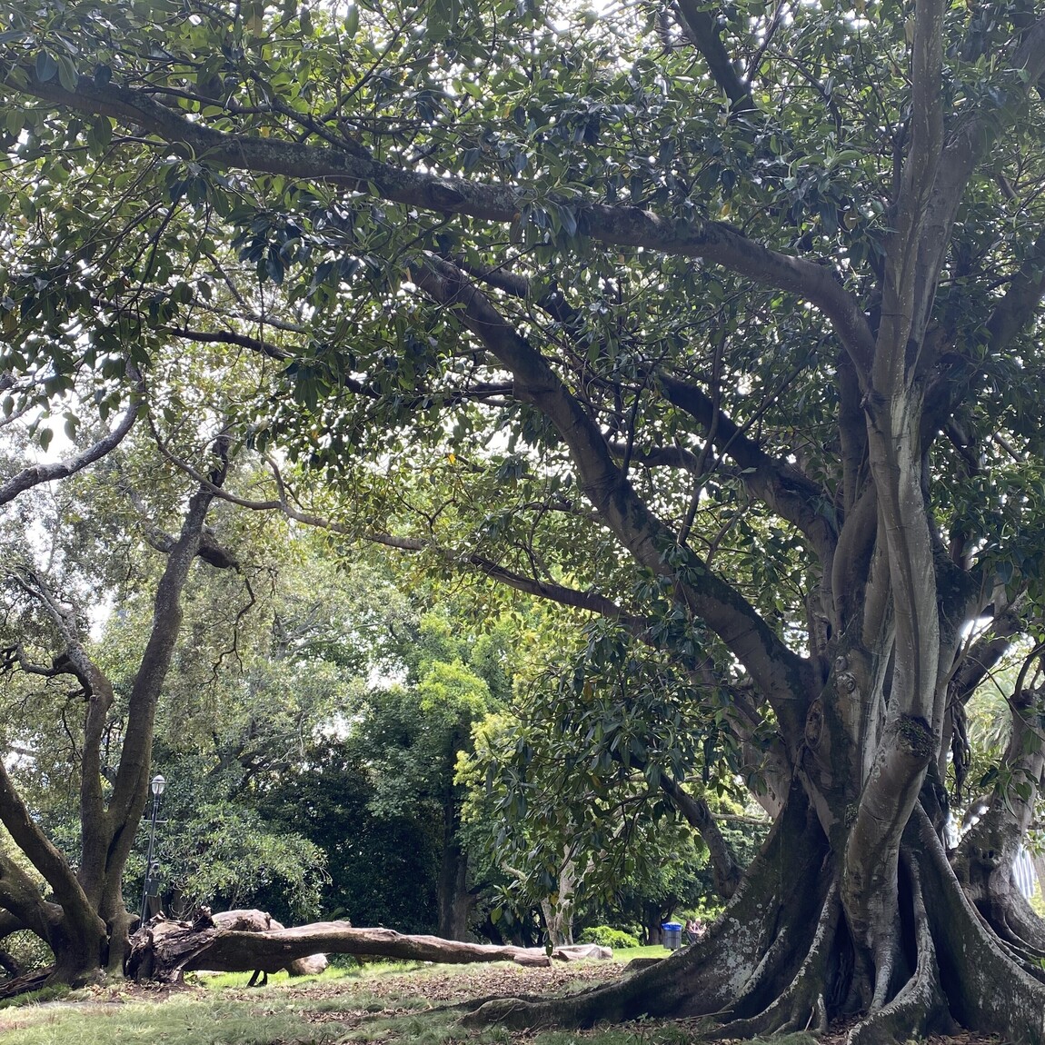 Foundations of Wellness