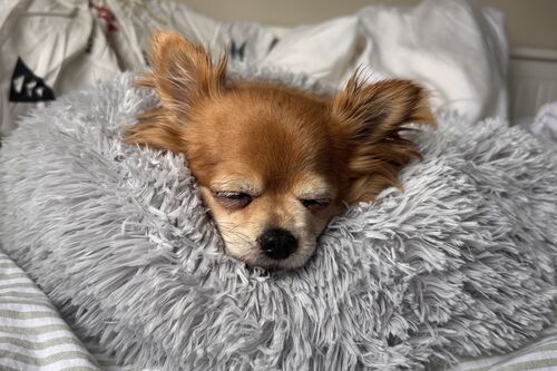 Tallulah