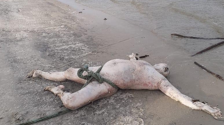 குறிகட்டுவானில் கரையொதுங்கிய சடலம்