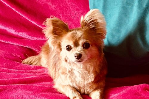 Penny