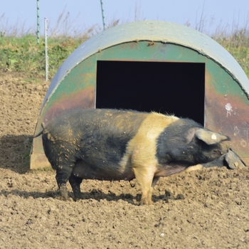 Pig Arks