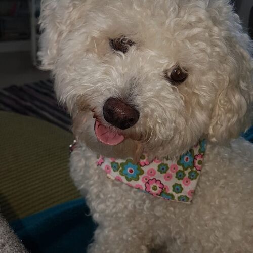 Online Book of Remembrance | Rainbow Bridge Pet Funeral Services