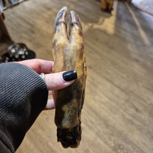 Wild Boar Foot - Plain