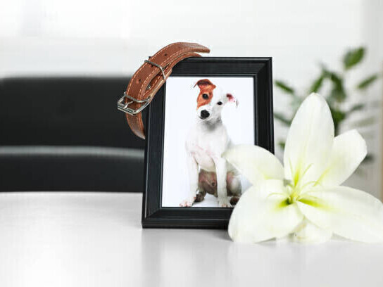 Memorial Keepsakes | Rainbow Bridge Pet Funeral Services