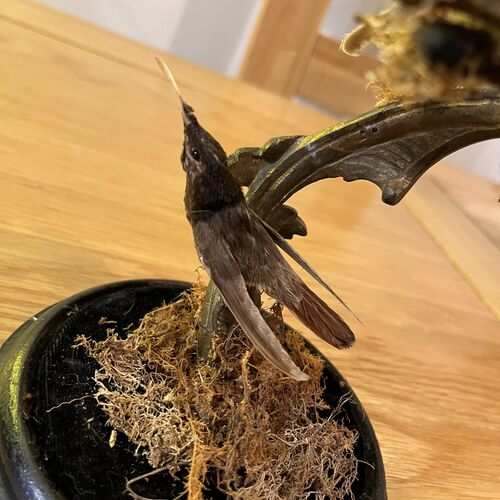 Tropical Antique Taxidermy Under Period Dome