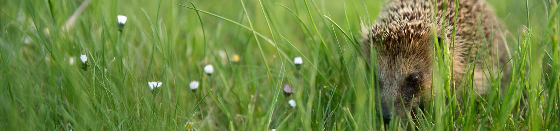About Us | Omega Ecology Ltd | Preliminary Ecological Assessment (PEA)  | Biodiversity Net Gain (BNG )   | Ecological Clerk of Works (ECoWs)   