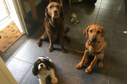 Gallery | Brixham Dog Training