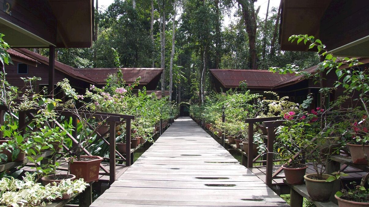 Abai Jungle Lodge