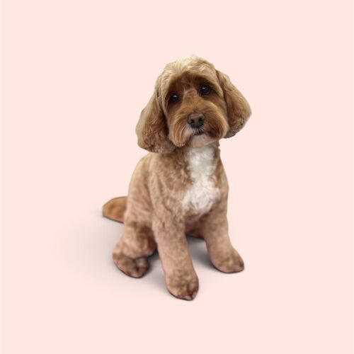 Full Groom | Dog Grooming | Full Groom | Windlesham, Lightwater, West End, Bisley, Chobham, Bagshot, Sunningdale, Virginia Water.