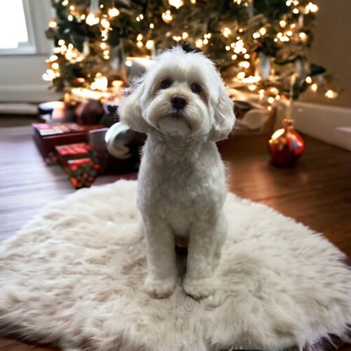 Windle Woofs | Dog Grooming | Photos | Gallery |