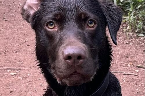 Gallery | Brixham Dog Training
