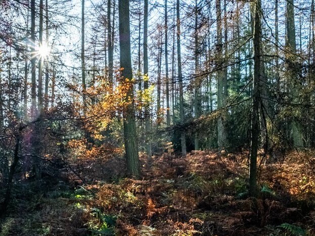 Nearby Walks | Holidayhouseludlow.co.uk