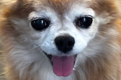 Bambi, a 14 years old female Chihuahua available for adoption from British Chihuahua Rescue in Hampshire
