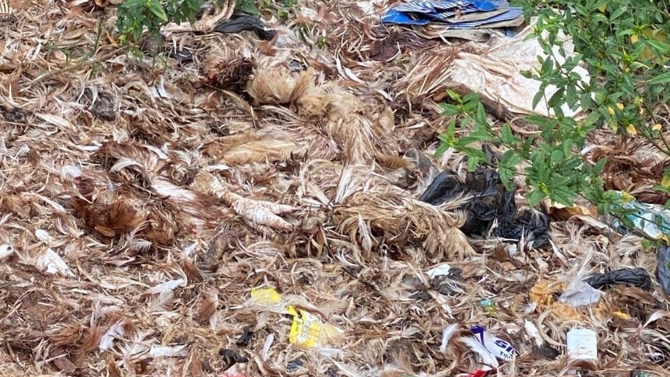 நற்பிட்டிமுனை குளக்கரையில் தினமும் குவிக்கப்படும் குப்பை