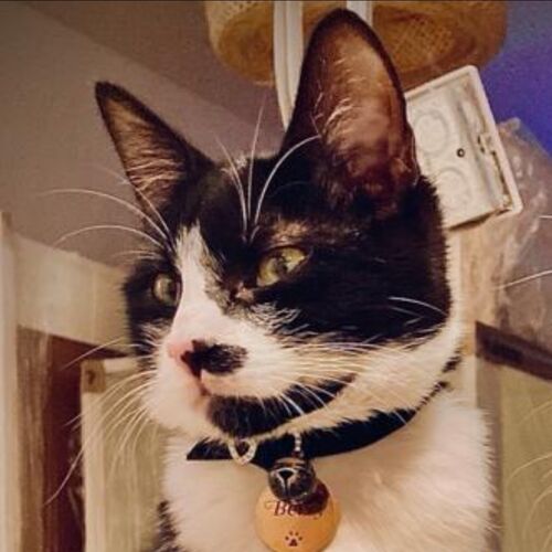 Online Book of Remembrance | Rainbow Bridge Pet Funeral Services