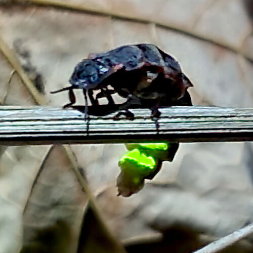 Glow Worm