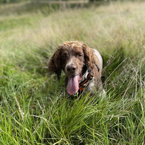 Online Book of Remembrance | Rainbow Bridge Pet Funeral Services