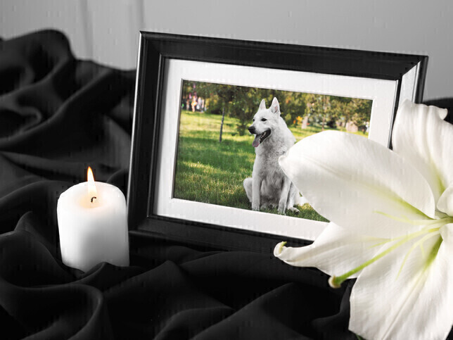 Pre-Paid Pet Cremation | Rainbow Bridge Pet Funeral Services