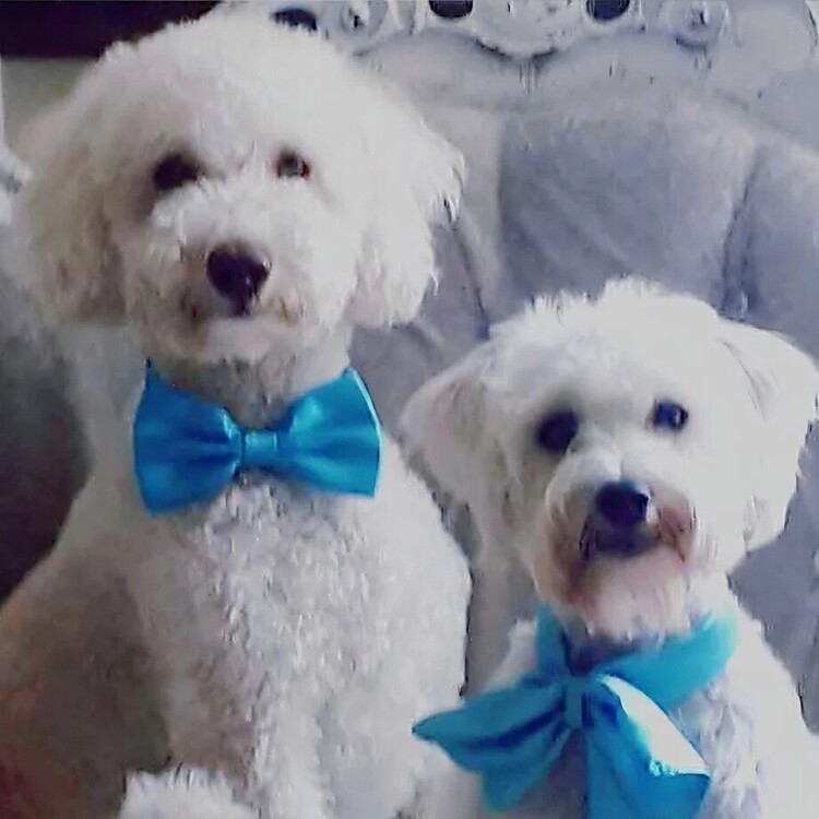 Tails Of Love | Wedding dog chaperone Suffolk | Dog Chaperone for weddings in Suffolk  | Include Your Dog in Your Wedding Day