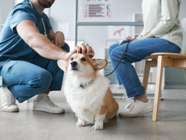 Your Pets Wishes | Rainbow Bridge Pet Funeral Services