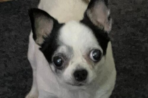 Our Dogs | British Chihuahua Rescue
