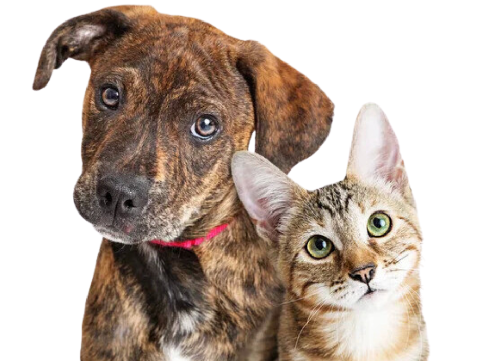 Quality of Life Assessments