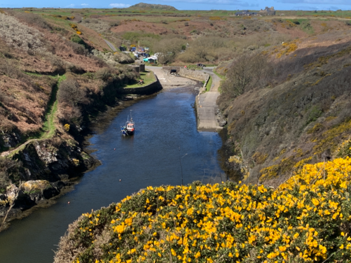 1st March - St David's Day walk, St Davids, Pembrokeshire