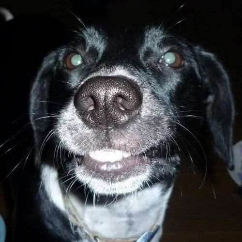 Online Book of Remembrance | Rainbow Bridge Pet Funeral Services