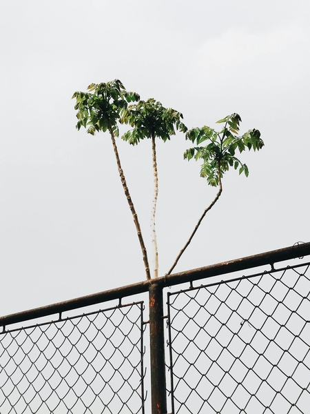 Who is responsible for removing services that obstruct my works under the Party Wall etc. Act 1996?