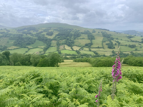 FULL - Stepping into Spring - Foraging and Flowers