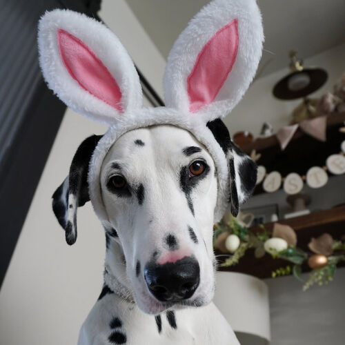 The Dalmatian Candle