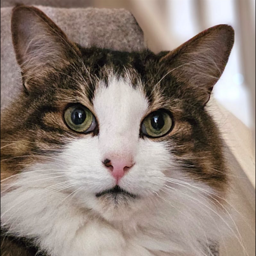 Online Book of Remembrance | Rainbow Bridge Pet Funerals
