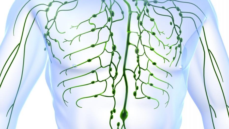 Lymphatic Massage and the Limbic System