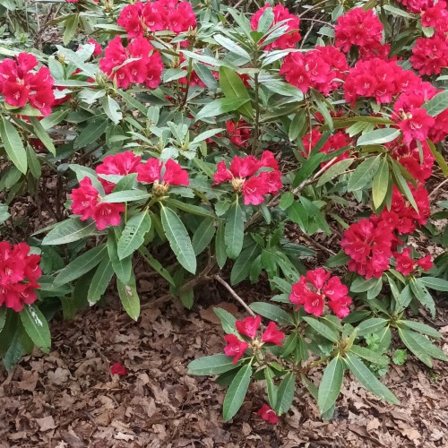 A Walk Around Bushey Park, Sunday 20th April