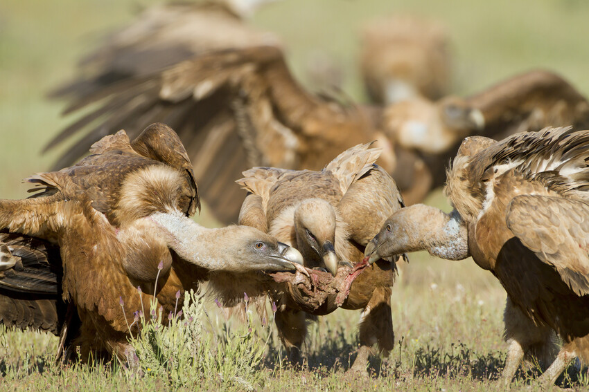 Shawbrook Banks Deplorable Treatment of Elderly and Vulnerable Timeshare Owners