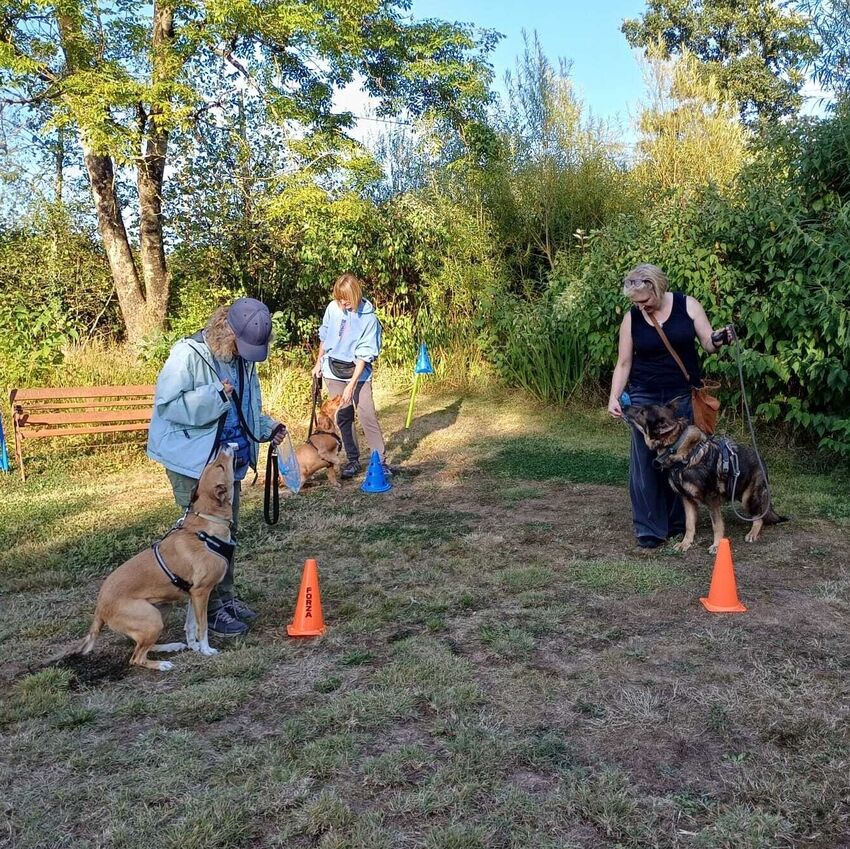 Classes | Help My Dog | Dog trainer Pembrokeshire | Dog behaviourist Pembrokeshire | Help my dog