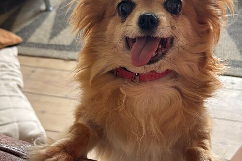 Tallulah