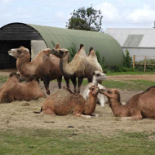 Oasis Camel Park