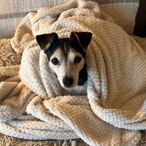 Online Book of Remembrance | Rainbow Bridge Pet Funerals
